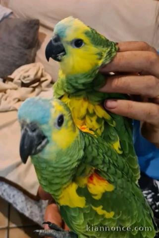 Perroquets Amazon a donner 