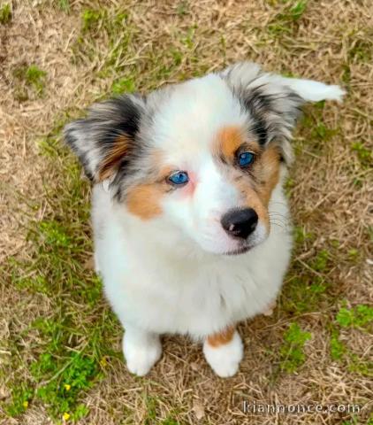 Magnifique chiots berger australien disponible 