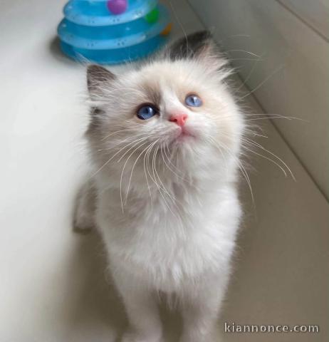 adorable chaton sacré de Birmanie en adoption 