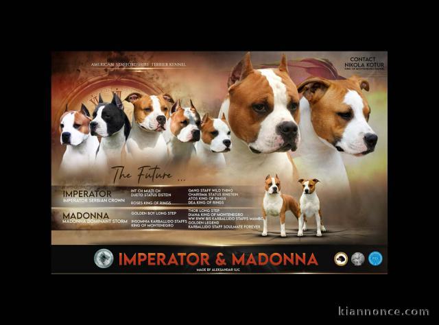 American Staffordshire Terrier – chiots
