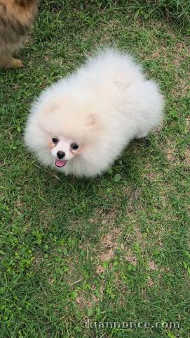 Magnifique chiots Spitz nain disponible 