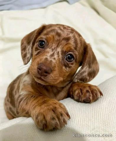 Je donne chiots teckels arlequin disponible 