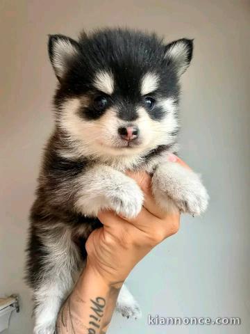 Adorable chiots pomsky disponible 
