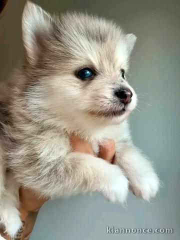 Adorable chiots pomsky disponible 