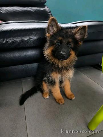 Je donne chiots berger allemand disponible 