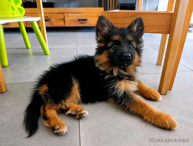 Annonces chiots berger allemand disponible 