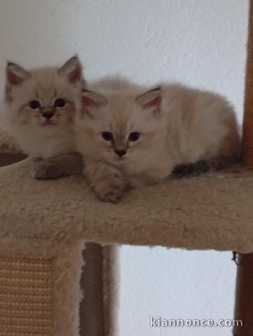 Chaton Sibérien disponible pour adoption 