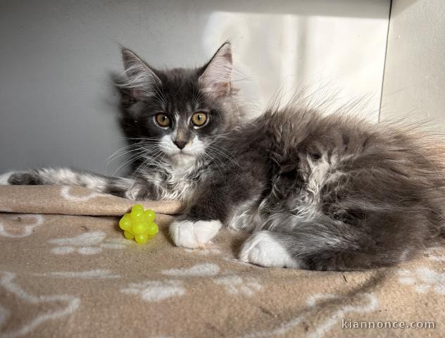 Adorable chaton Maine coon disponible 