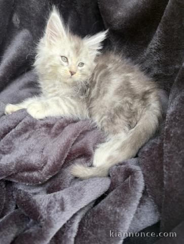 Dons chaton Maine coon femelle 