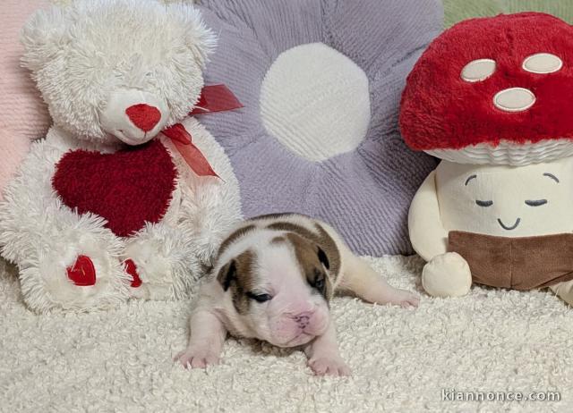 Je donne chiots bulldog anglais femelle 