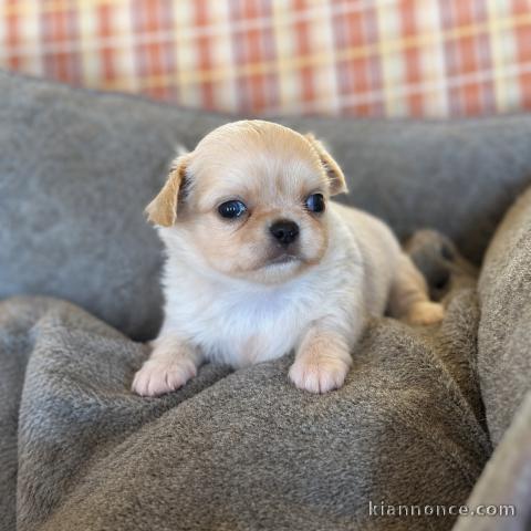 Chiots chihuahua mâle disponible pour adoption 