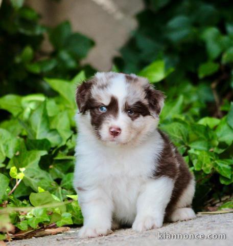 Magnifique chiots berger australien disponible 
