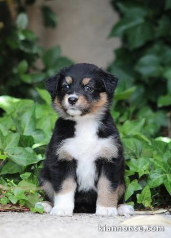 Je donne chiots berger australien disponible 