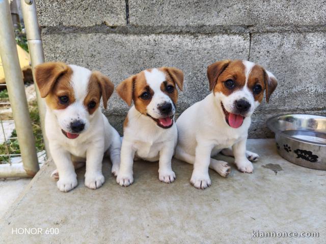Adorable chiots Jack disponible 