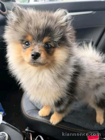 Dons bébé chiots spitz nain femelle 