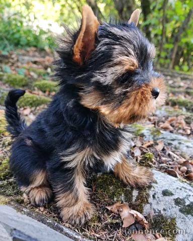 Je donne chiots York disponible 