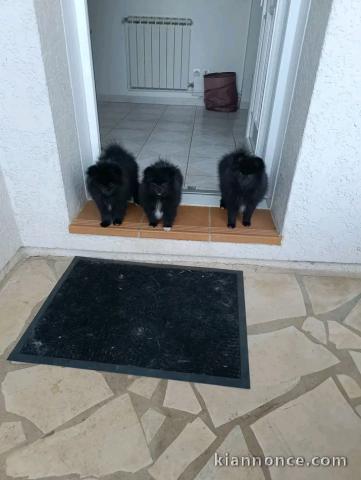 Annonces chiots spitz nain 
