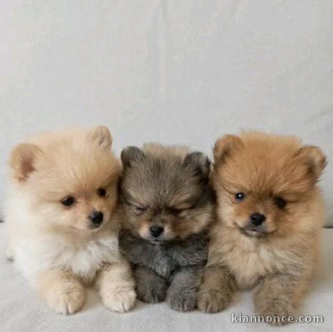Dons chiots spitz nain disponible adorable 