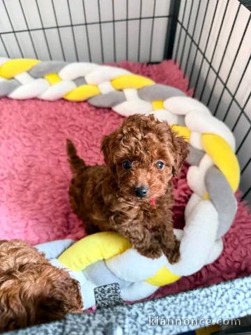 Je donne chiots caniche toy 