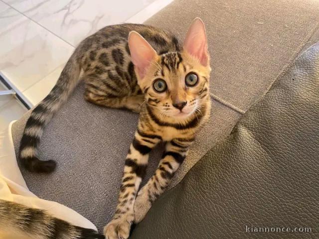 Je donne chaton bengals disponible 