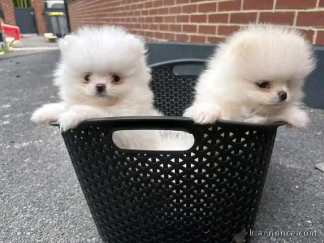 Chiots spitz nain disponible 