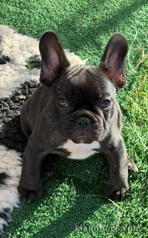 Adoption chiots bouledogue français mâle 