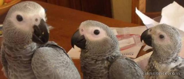 Jeunes Perroquets Gris du Gabon