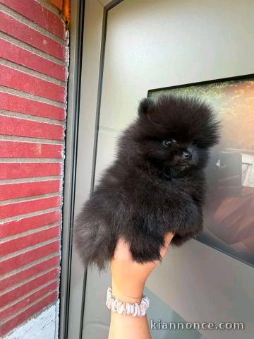 Magnifique chiots Spitz nain 