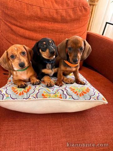 Adoption chiots teckels disponible intéressé Inbox 