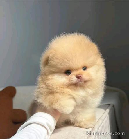 Adorable chiots spitz nain Poméranien 