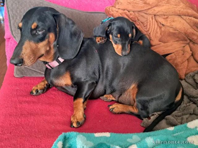 Annonces chiots teckels disponible 