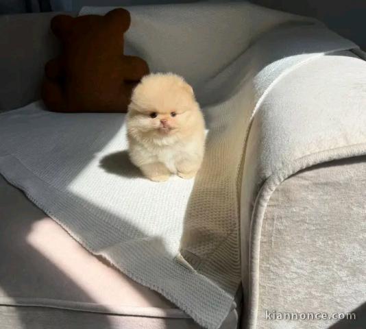 Chiots spitz nain disponible 