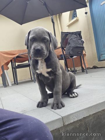 Annonces chiots cane corse disponible 