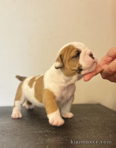 Adorable chiots bullg anglais mâle 