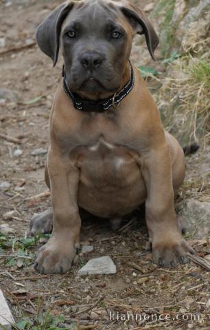 Je donne chiots cane corse mâle 