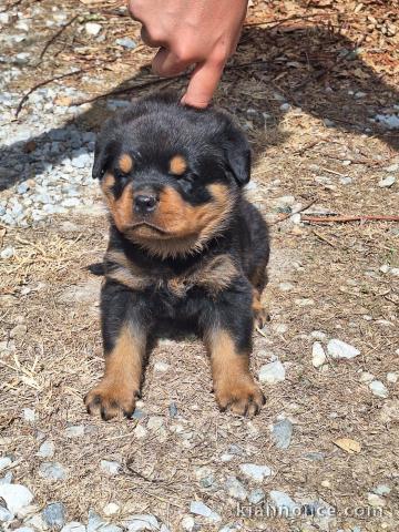 Magnifique chiots rottweiler mâle a place 