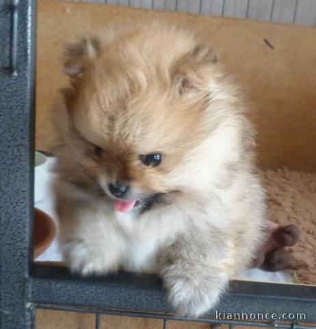 Je donne chiots spitz allemand mâle a donner 