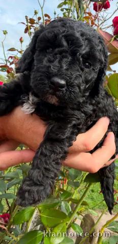 Je donne chiots caniche disponible 
