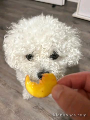 Bébé chiots Bichon frisé a donner femelle 