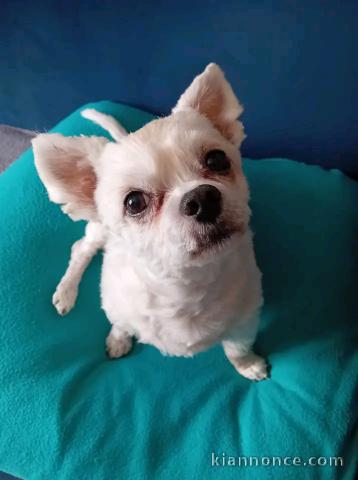 Je donne chiots chihuahua disponible 