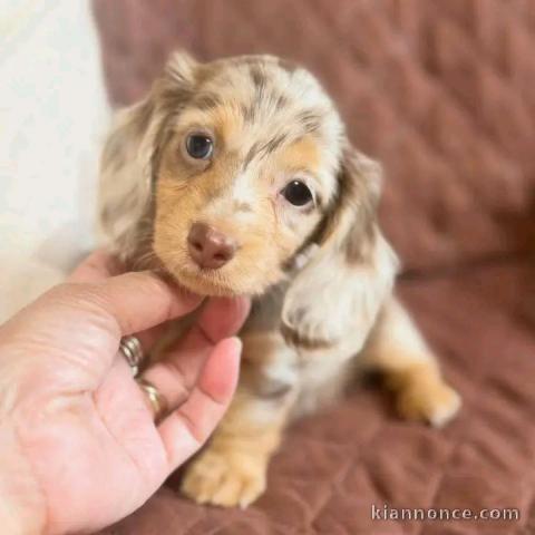 Chiot teckel arlequin adorable disponible 