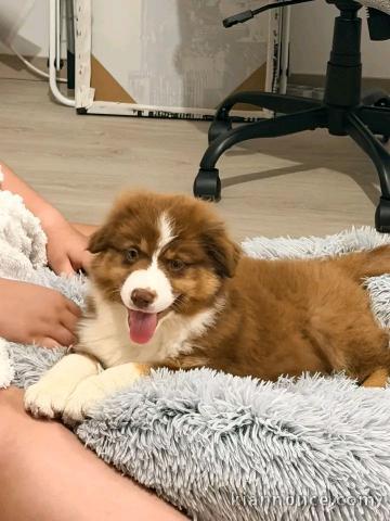 Je donne chiots berger australien disponible 