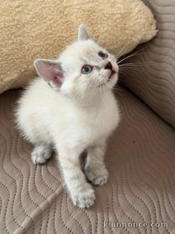 adorable chaton sacré de Birmanie en adoption 