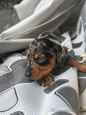 Annonces chiots teckels nain disponible 