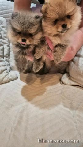 Chiots spitz nain Poméranien a été vérifié 