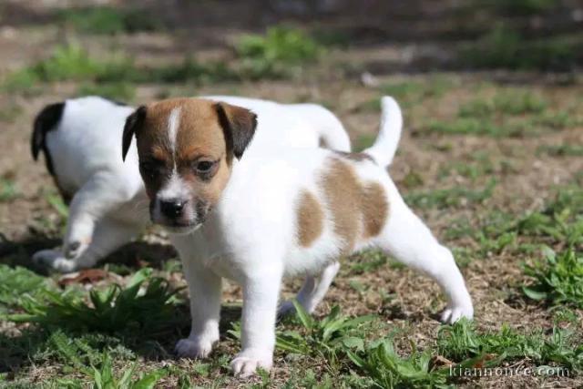 Je donne chiots Jack russel 