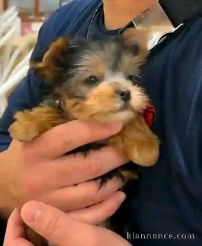 Je donne chiots York mâle urgent 