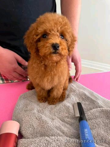 Chiots caniche disponible mâle 