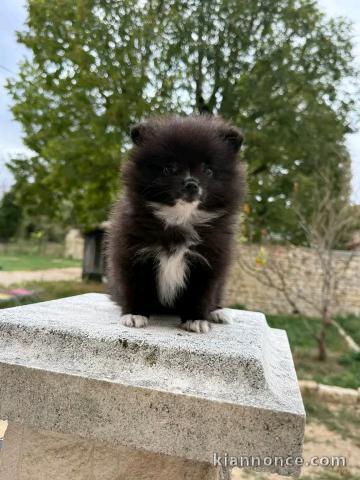 Magnifique chiots Spitz nain Poméranien femelle 