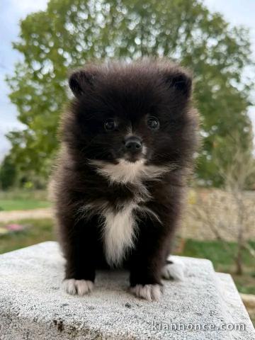 Adorable chiots spitz nain Poméranien 